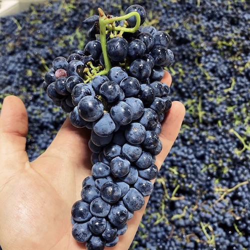Cabernet Franc