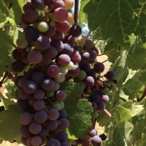 Cabernet Sauvignon