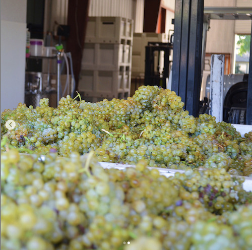 Chardonnay