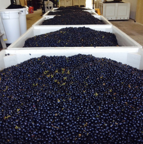 Merlot