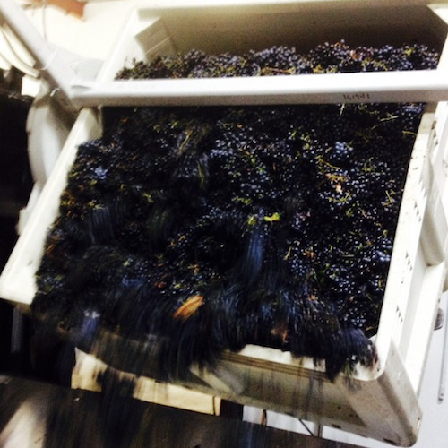Petit Verdot