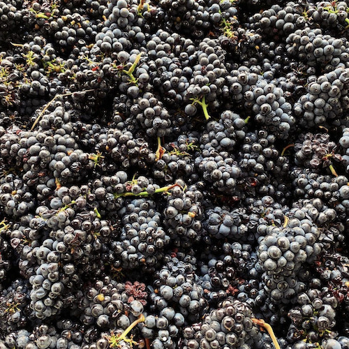 Pinot Noir