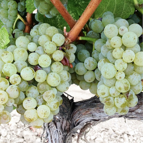 Sauvignon Blanc