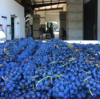 WINEMAKING