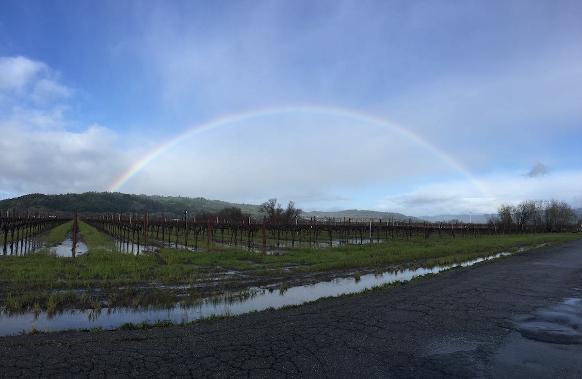 vineyard-rainbow