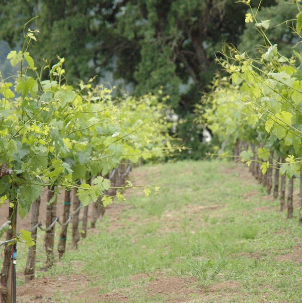 OUR VINEYARDS