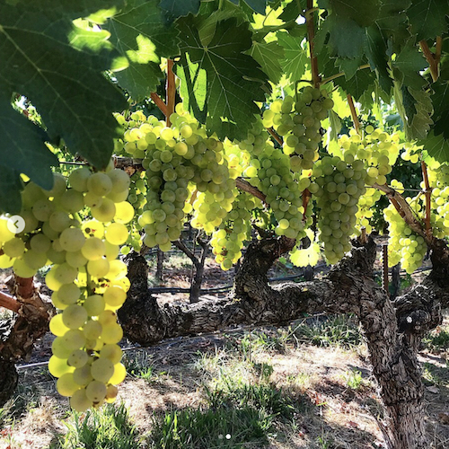 Viognier
